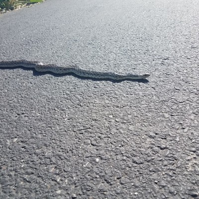 R.S.Hertz OCB post 2