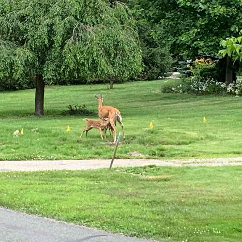 Bingham Farms quiet sub in a wooded area  walking route map in Beverly Hills