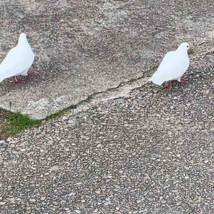 Durobin Forest with North Sea backdrop - stunning 
