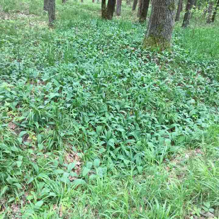 South walking route map in Höchstadt