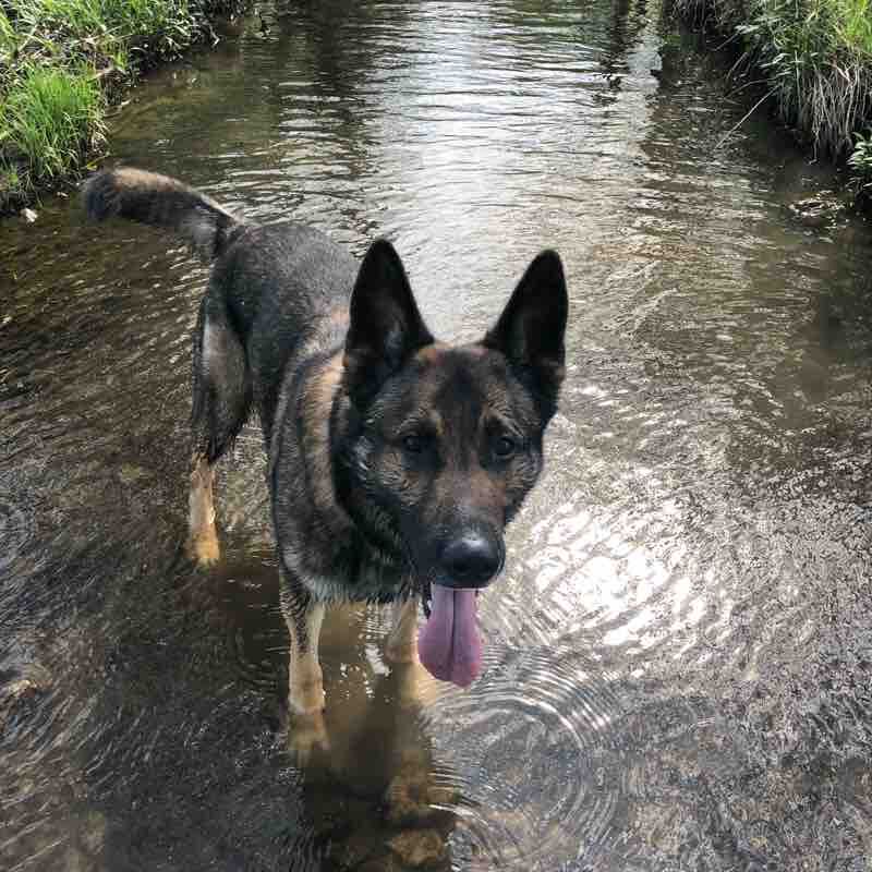 A.H. walking route map in Pataskala