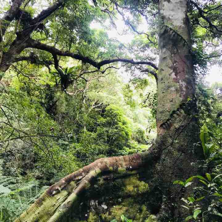 大板根森林步道