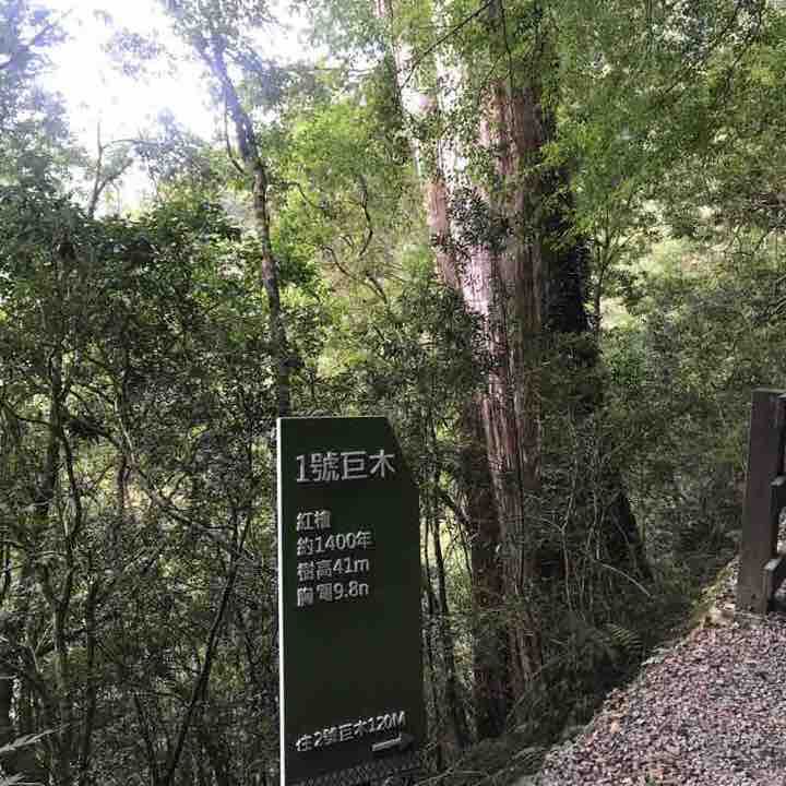拉拉山神木園區