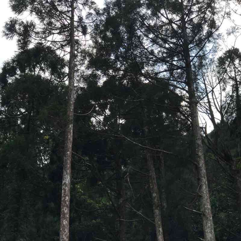 滿月圓 國家 森林公園