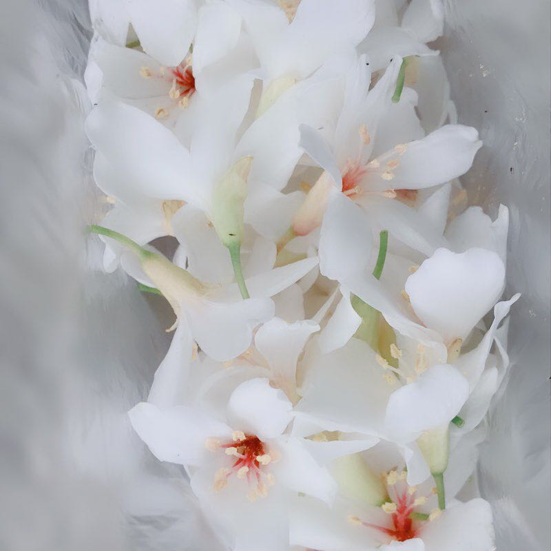 土城桐花公園到天上天山頂🏔️