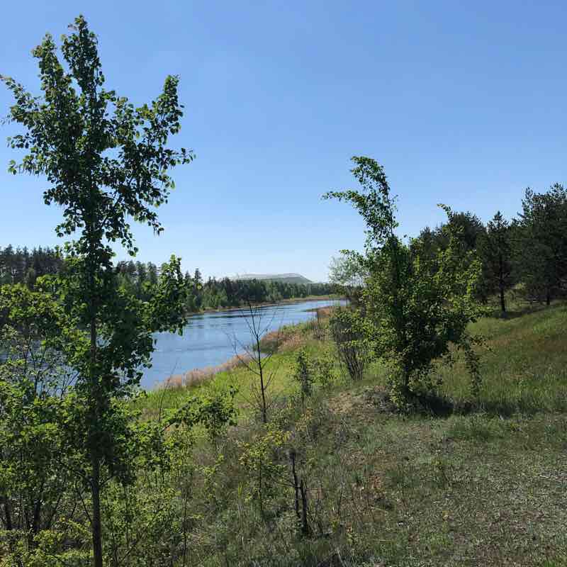 Pinery walking route map in Potapovskoe