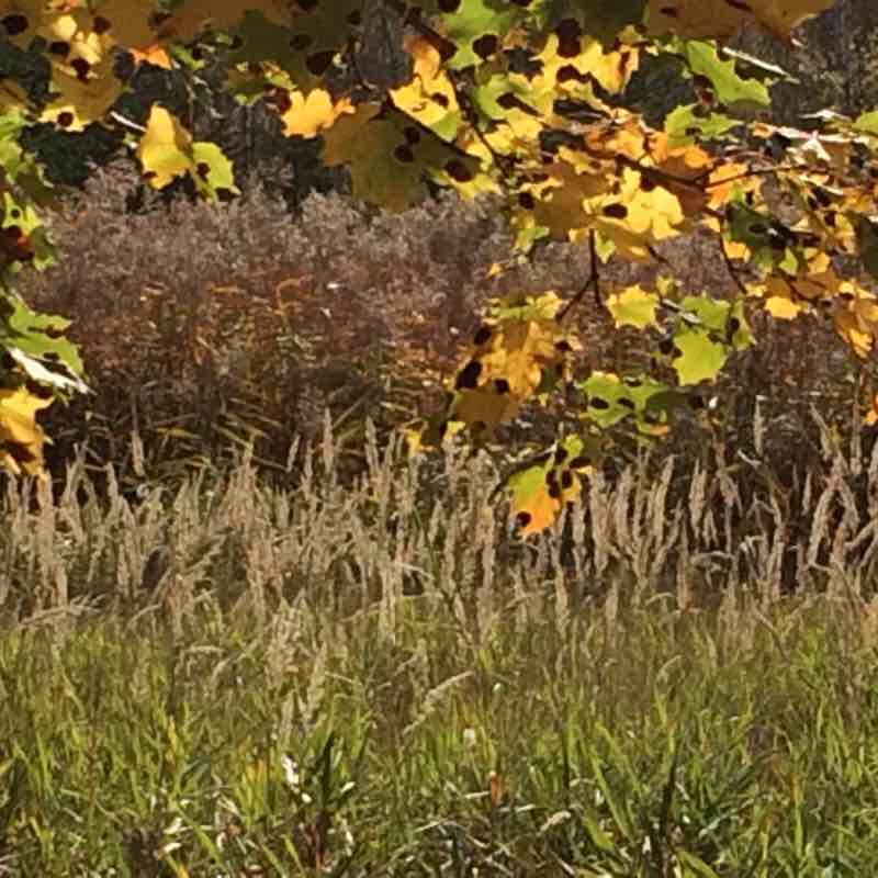 „Meditationsweg“ walking route map in Peißenberg