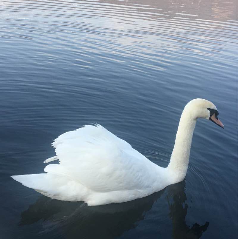 Lago grande Avigliana