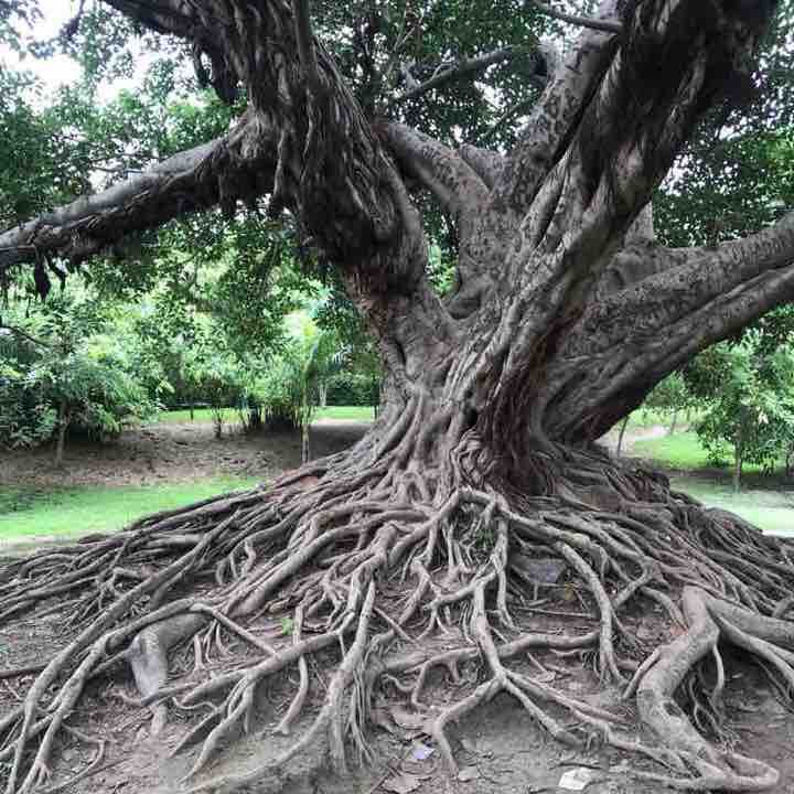 Rose Garden & Amitabh Bachan Park, Sec 15A, Noida Run Sector 95