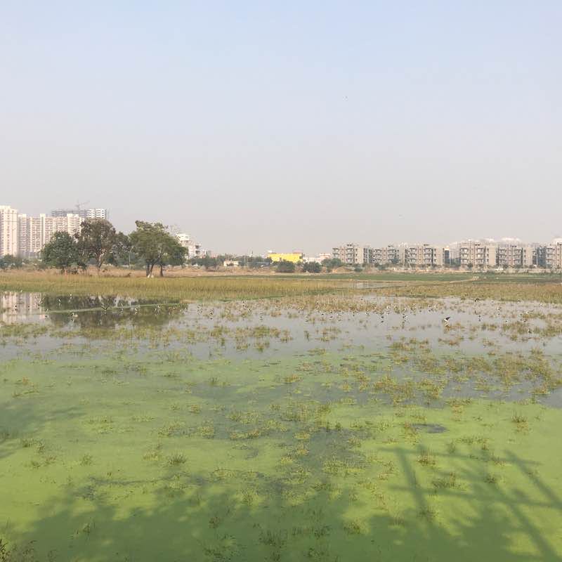 Bird park, Sector 116, Noida