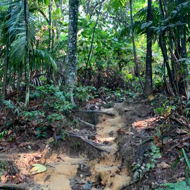 Bukit Kerinchi Reserved Park