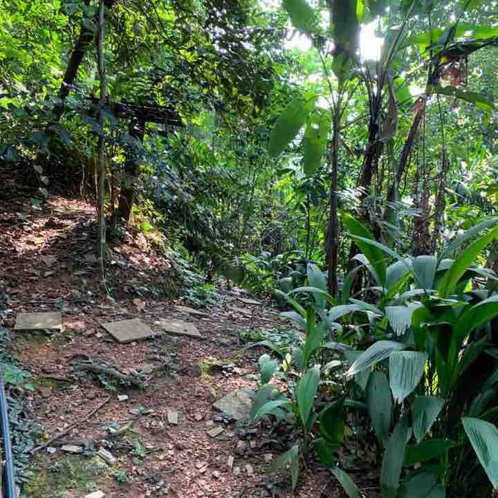 Bukit Nenas Eco Park