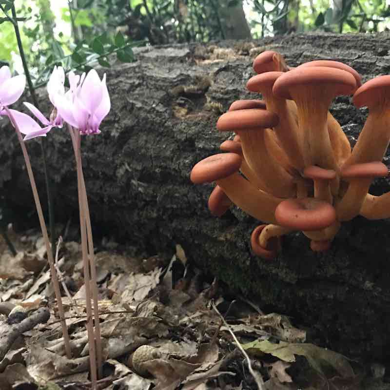 Selva di Castelfidardo walking route map in San Pellegrino