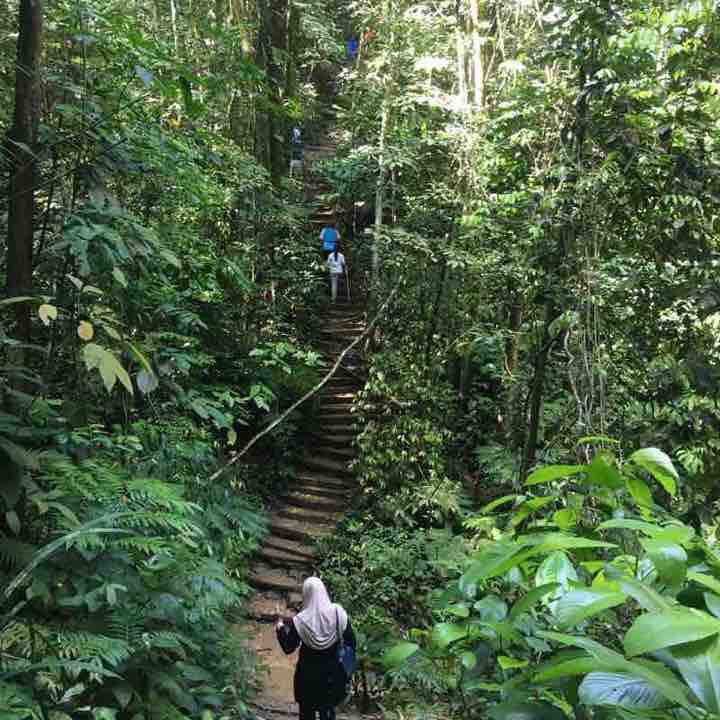 Bukit Kerinchi Forest Park