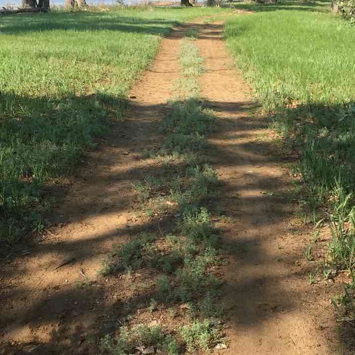Cape forest walking route map in Novokuybyshevsk
