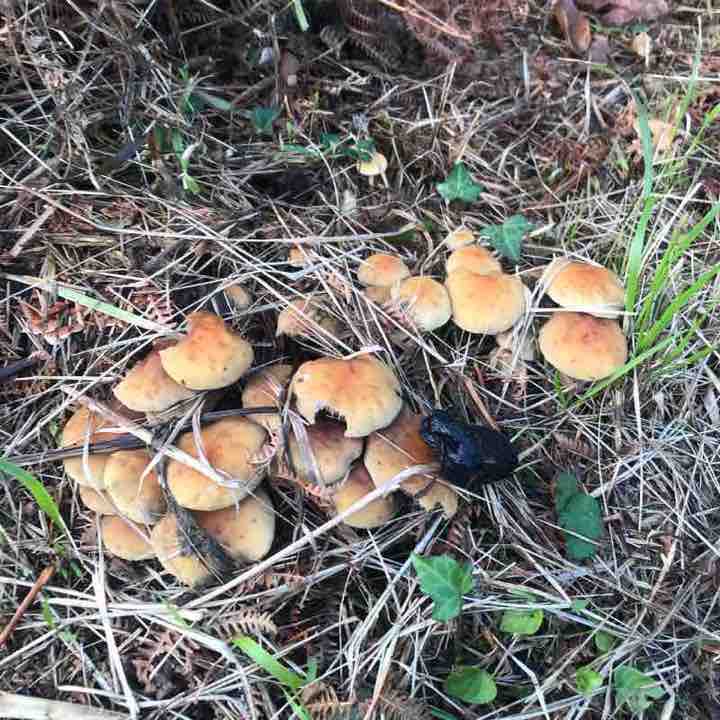 Riocovo CASTElo walking route map in Cervo