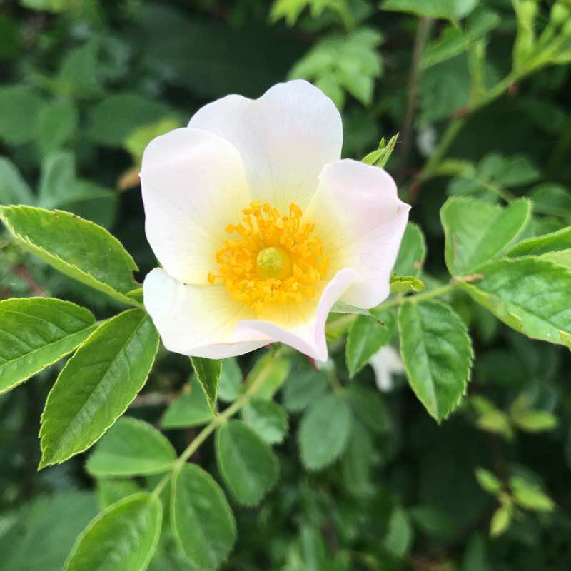 Little walk walking route map in Épinay-sous-Sénart