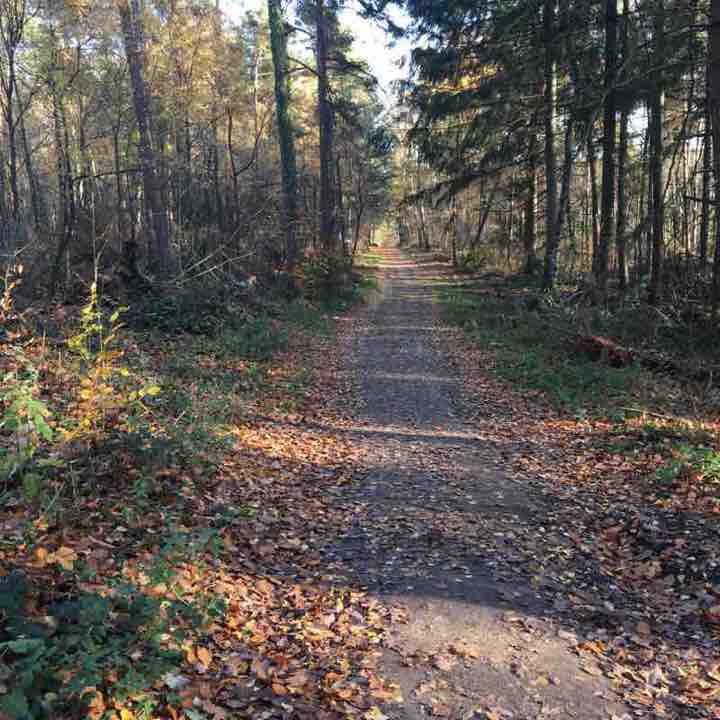 Teutoburger Wald 