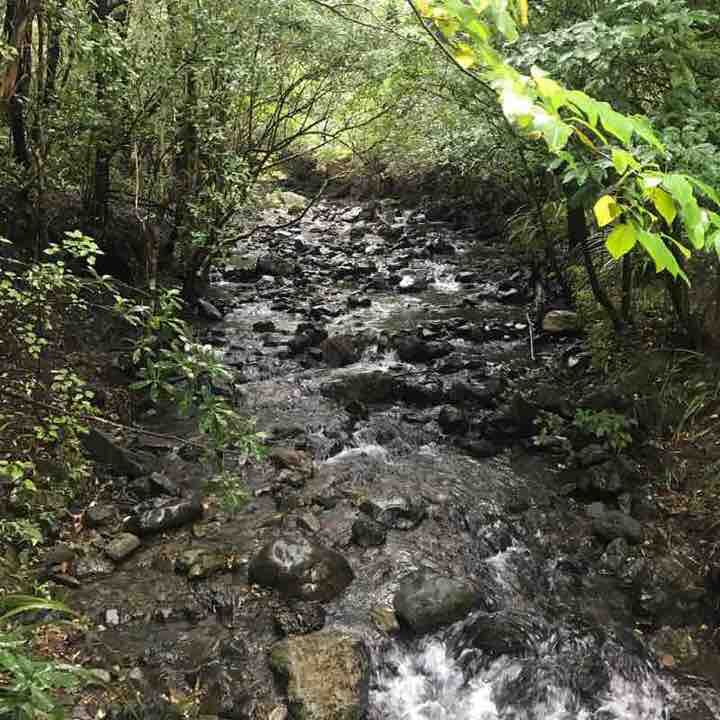 Mt Thomas bush hike walking route map in Okuku