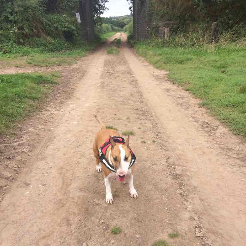 Farm and woods walking route map in Meden Vale