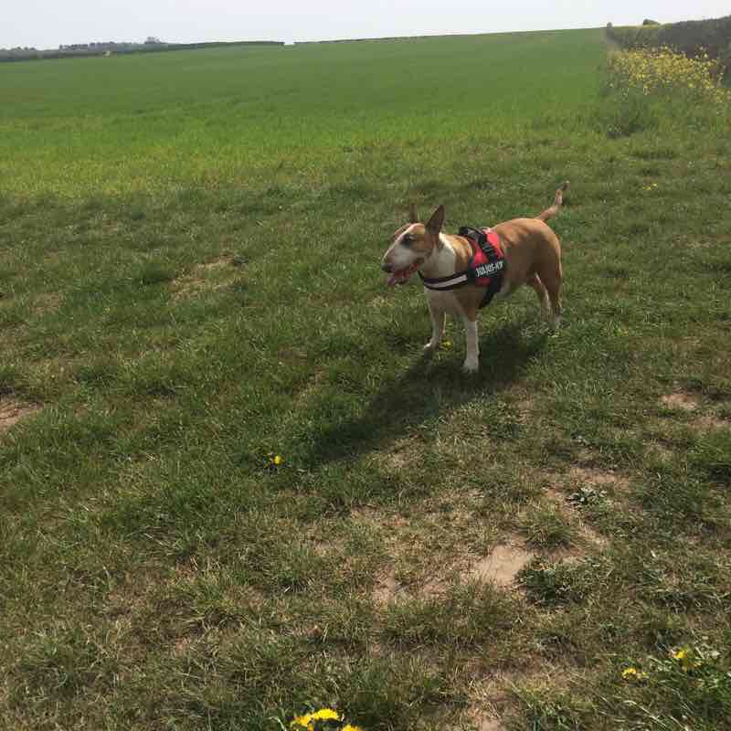 Green’s farm walking route map in Meden Vale