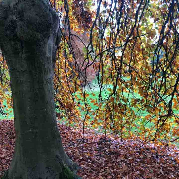 l’Arboretum la Vallée-aux-Loups -Château de Sceaux