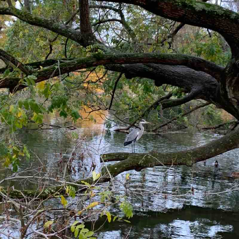 Promenade autour du lac