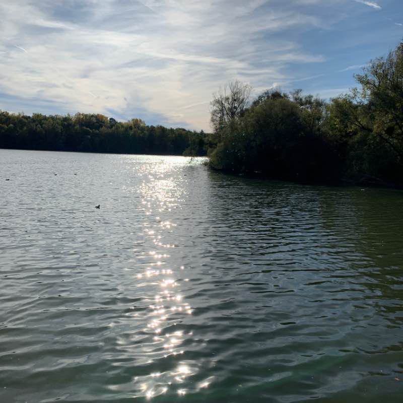 À la recherche des canards