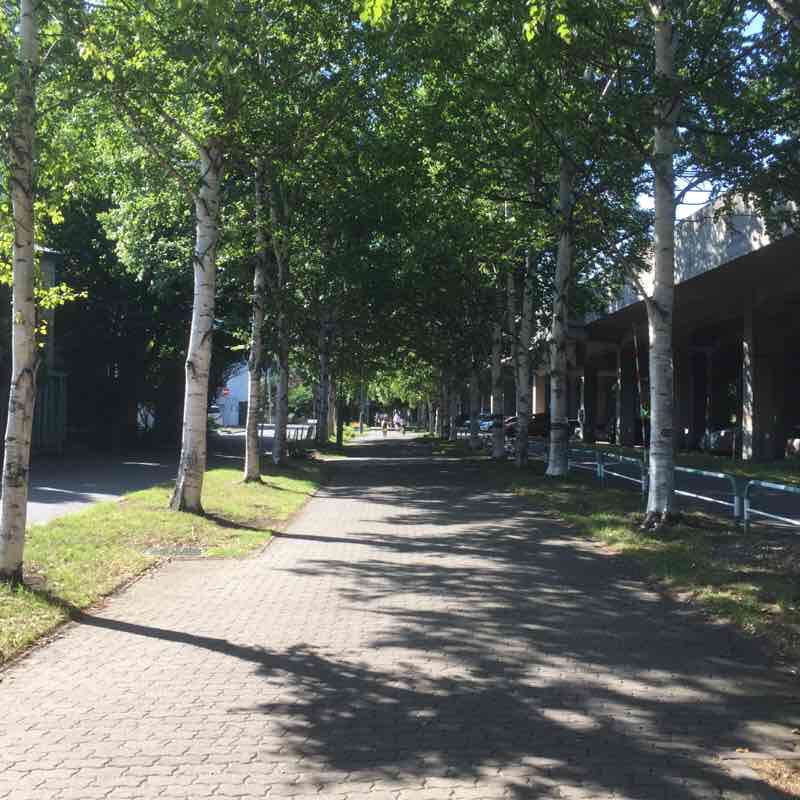 桑園から北大
