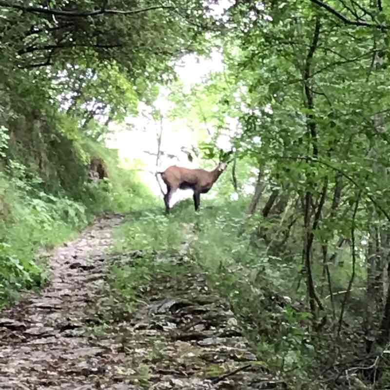 Campolongo Rubbio walking route map in Solagna