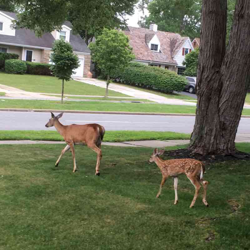 Three Heights walking route map in Pepper Pike