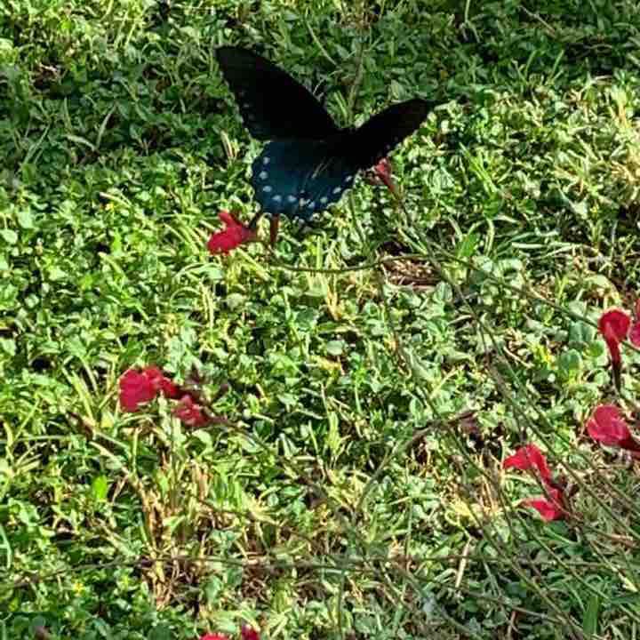 Lytle Park walking route map in Lytle