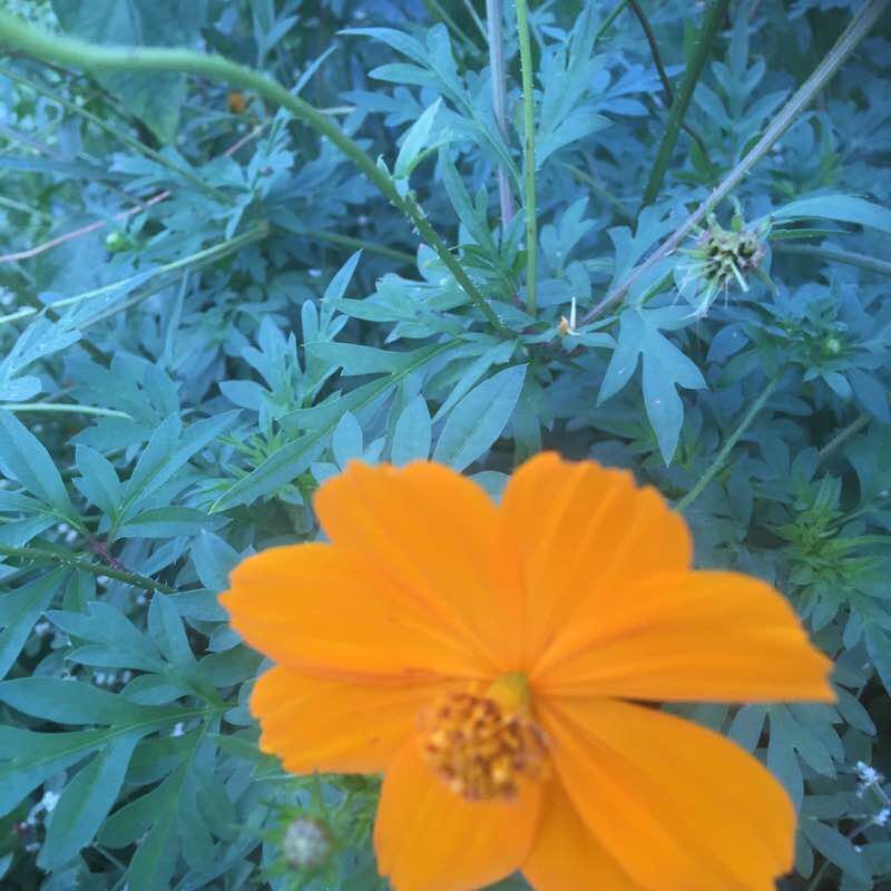 Trilha Cachoeira Da Areia 