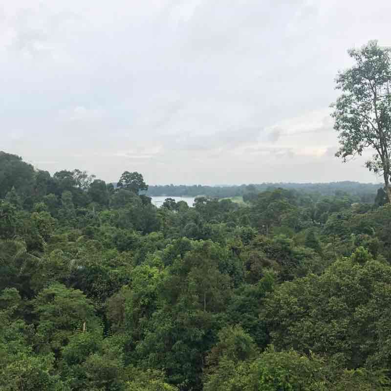 Venus Drive - Tree Top Walk