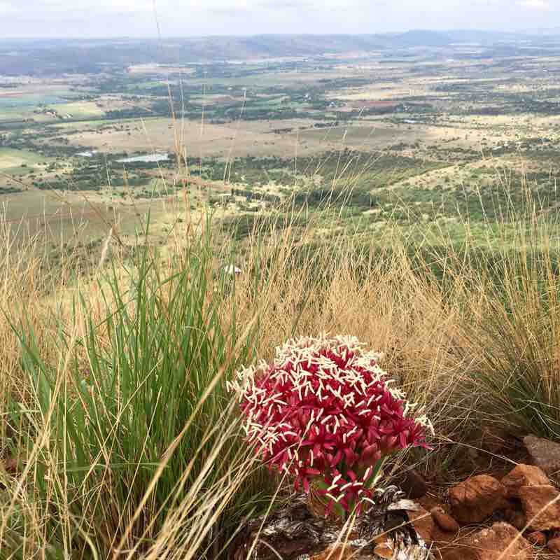 Bobejaankloof to Pumpkin Neck walking route map in Hartbeespoort