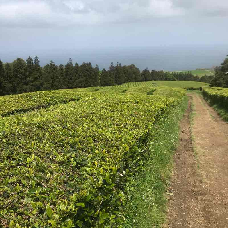 Gorreana Tea walking route map in Maia