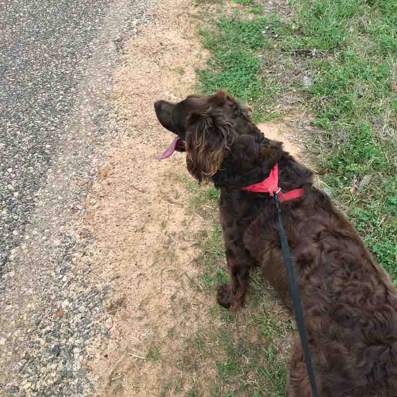 Leia’s walking path