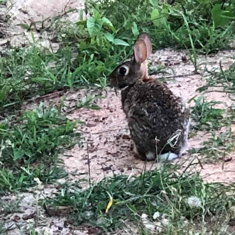 3.15 Mi Route in 39846, Edison, Georgia, United States walking route map in Edison
