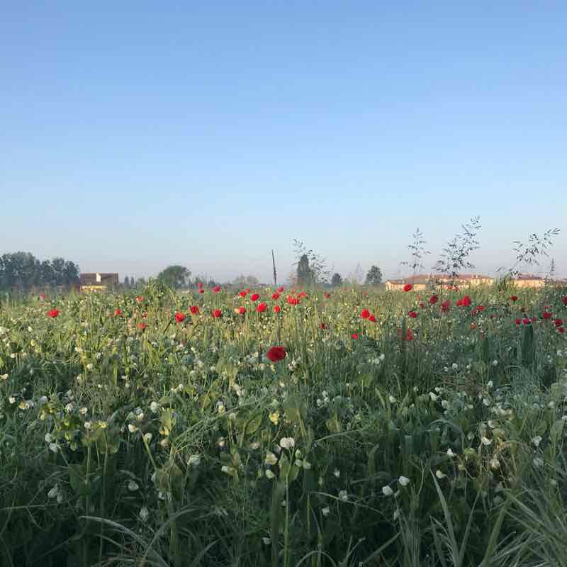 Tower walk walking route map in Case Trevisan