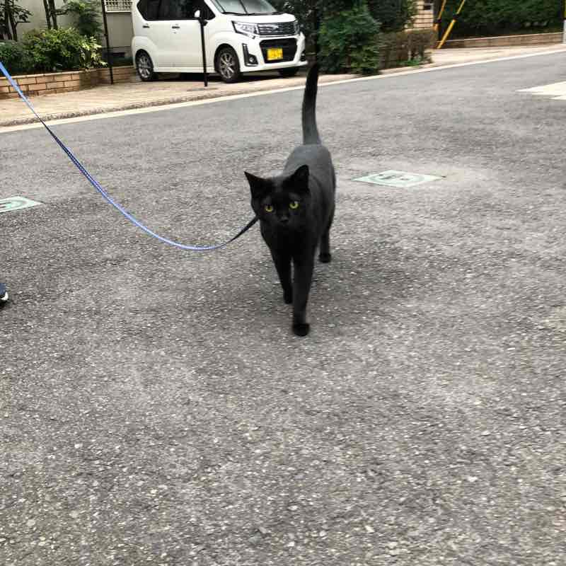 秋のムー散歩