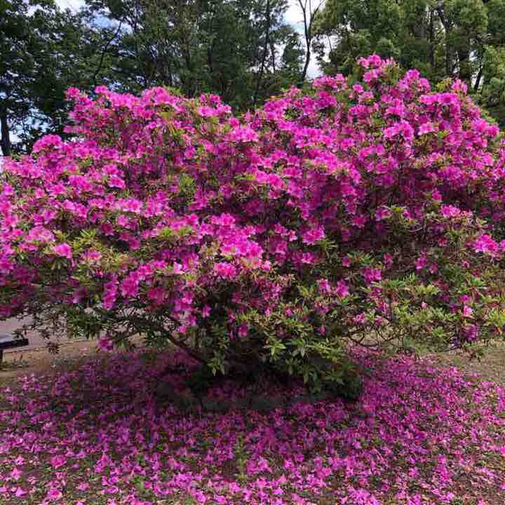 Wakakusa Park-Old Yoshino Housing walking route map in Ome