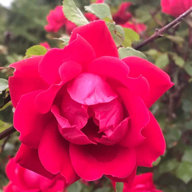 Green River 5 Miler walking route map in Morgantown