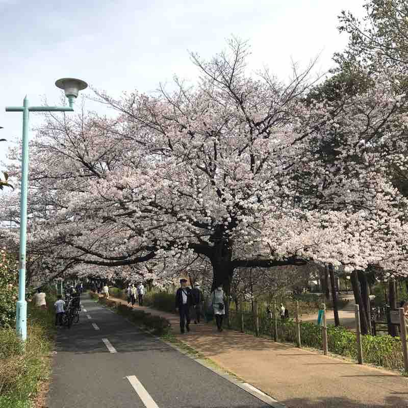 桜🌸ランニング。