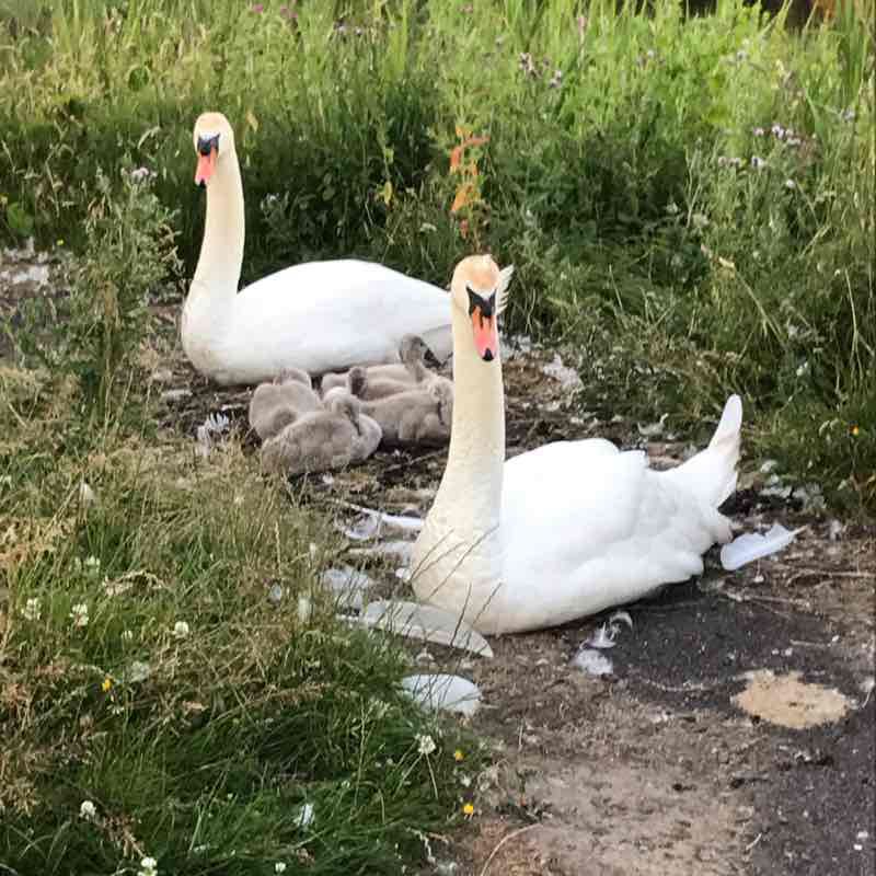 Garnqueen hole walking route map in Glenboig