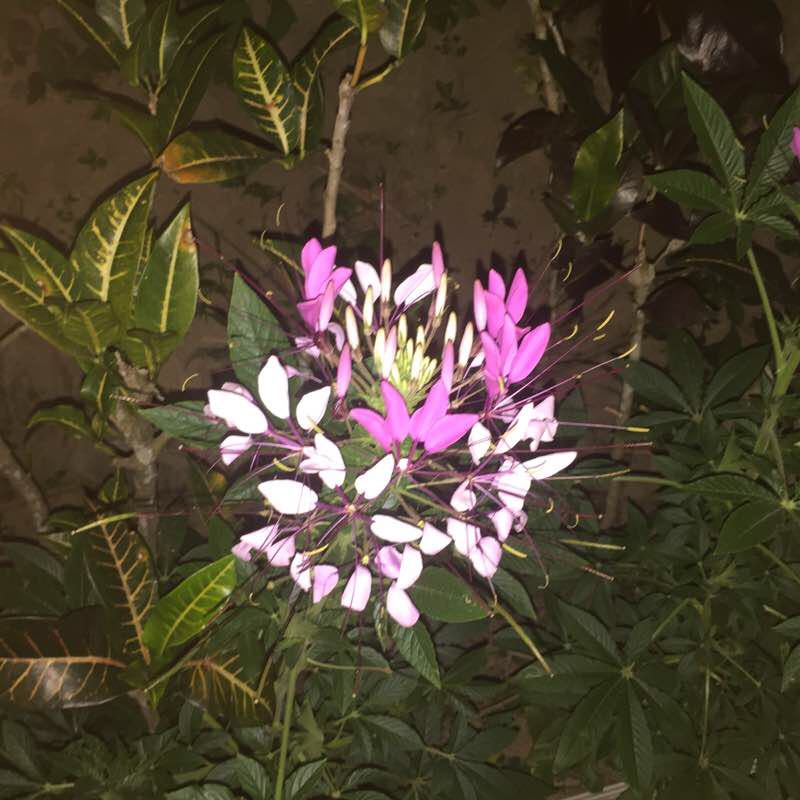 木柵萬壽路夜跑