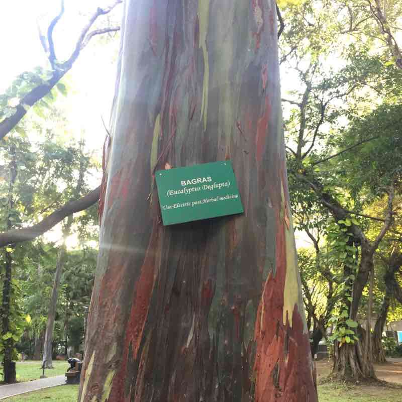 Washington SyCip Park