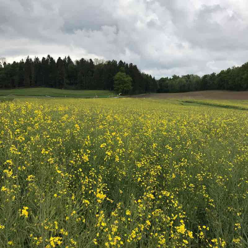 Forest and meadow paths walking route map in Bremgarten