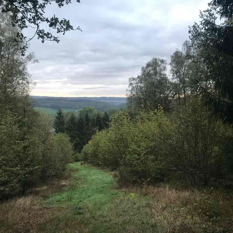 Forest run in Olpe walking route map in Olpe