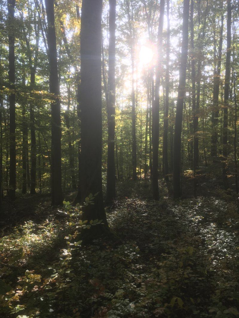 Schweinfurter Haus Naturlehrpfad Basaltwand Wanderweg