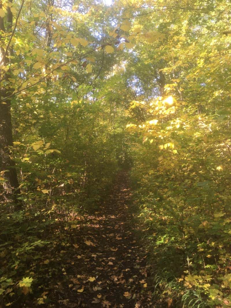 Schweinfurter Haus Naturlehrpfad Basaltwand Wanderweg